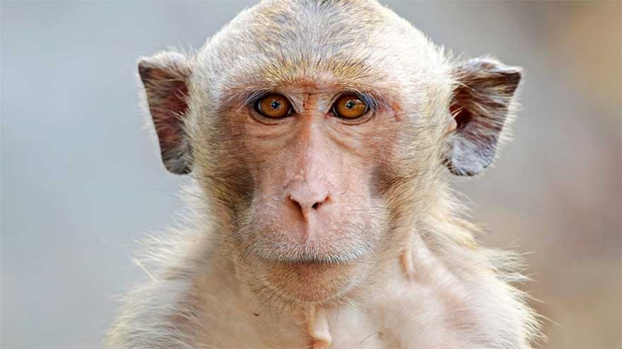 Monkeys with greater social tolerance have bigger emotion centres in brain