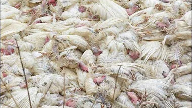 گجرات میں بڑی کارروائی، 2400 کلو مردہ مرغیاں تلف، سپلائر کیخلاف مقدمہ درج