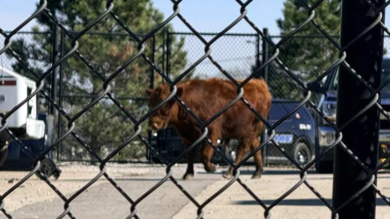 امریکی ریاست میں بیل ورزش کرنے سکول کے گراؤنڈ میں پہنچ گیا