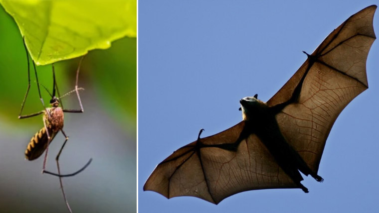 چمگادڑوں کے وائرسز سے نمٹنے کیلئے نئے مچھر تیار