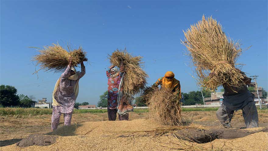 PM approves overhaul of agricultural research body to boost food security