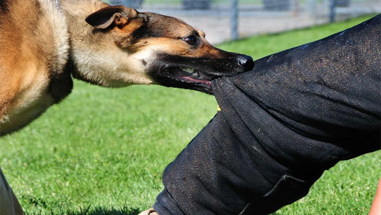 پنجاب میں کتے کے کاٹنے کے واقعات میں ہوشربا اضافہ