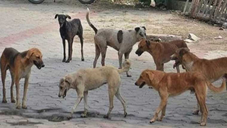 لاہور میں آوارہ کتوں کے خلاف ڈاگ کیچنگ سکواڈ متحرک