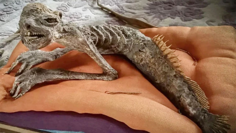 جاپان: نصف مچھلی اور نصف انسانی مخلوق کی باقیات کی دریافت