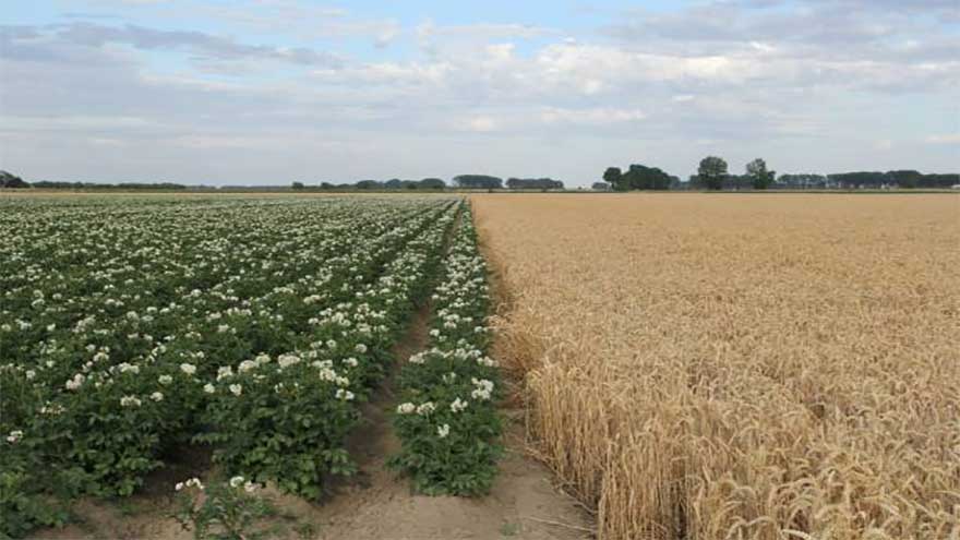 NA Standing Committee reviews potato crop, wheat purchase strategy