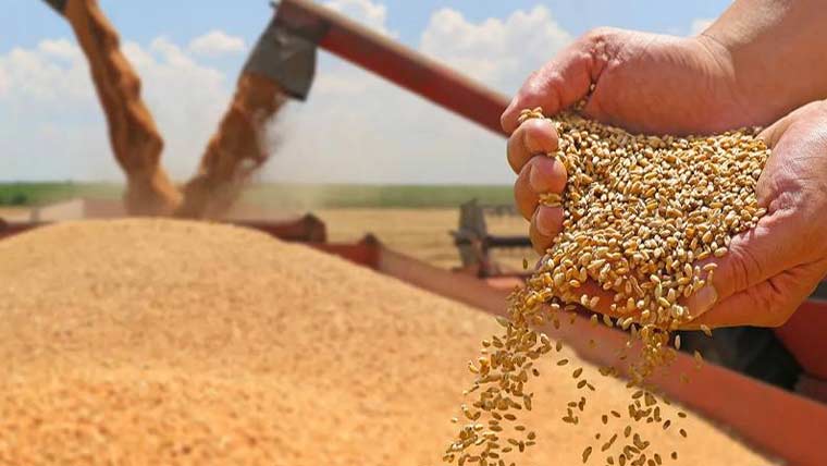 سندھ حکومت نے گندم کی امدادی قیمت مقرر، خریداری شروع کرنے کا اعلان کر دیا