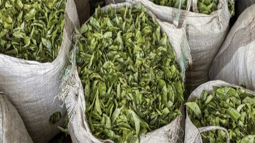 Mideast war leaves 6,000 tonnes of tea stuck at Kenya port