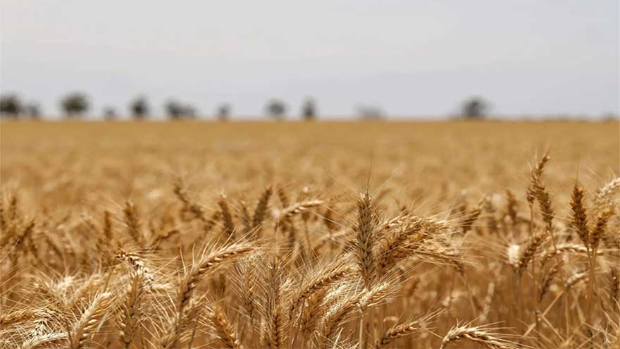 New wheat policy to protect farmers' interests: Sharjeel Memon