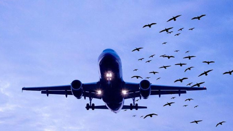 لاہور سے کراچی جانے والی پی آئی اے کی پرواز سے پرندہ ٹکرا گیا