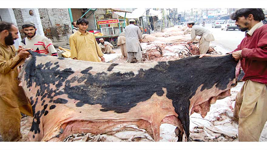 Punjab bans banned outfits from collecting sacrificial hides