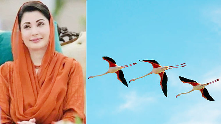 مہاجر پرندوں کا تحفظ ہم سب کی ذمہ داری ہے، مریم نواز شریف