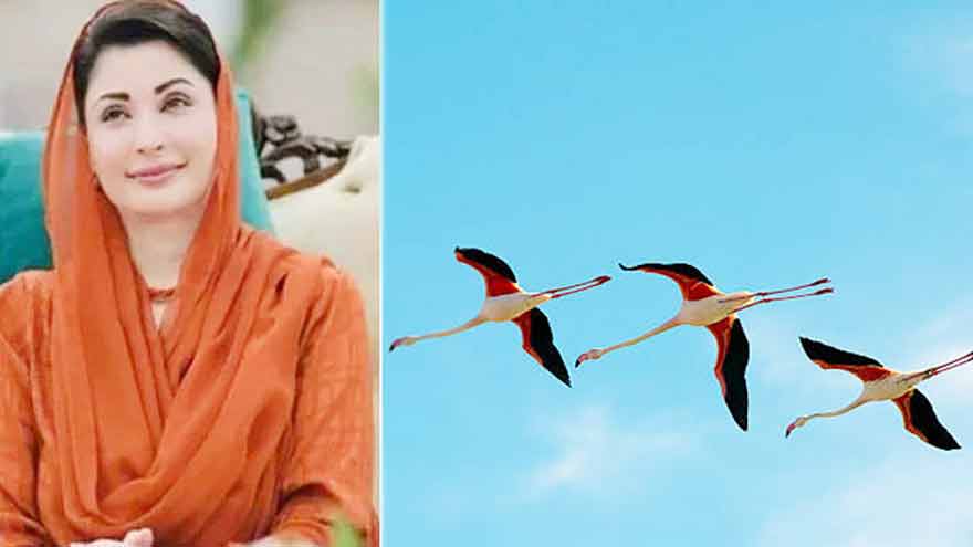 Maryam Nawaz urges protection of migratory birds