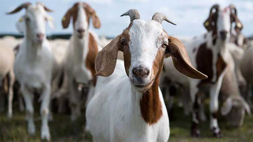 25 sacrificial goats worth Rs1.9m stolen in Karachi