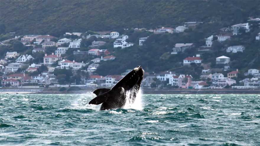 Middle East conflicts a danger for whales off S. Africa: study