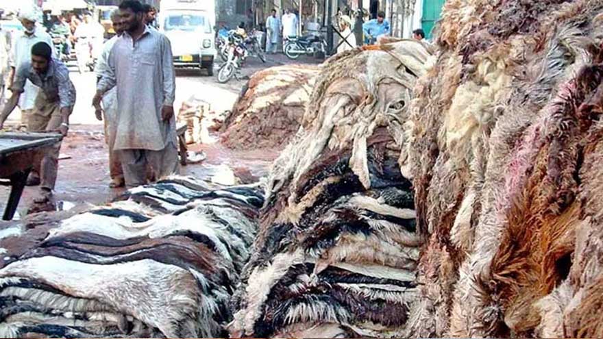 Sindh govt bans unapproved animal hide collection during Eidul Azha