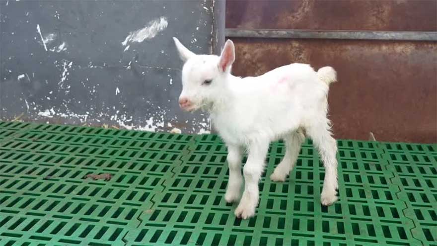 China achieves successful batch cloning of super high-yield dairy goats
