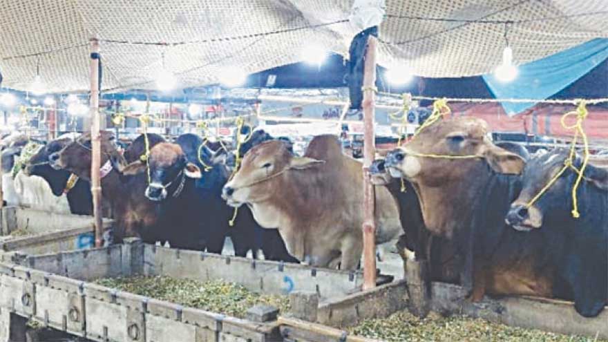 Punjab warns of action against setting up illegal cattle sale points