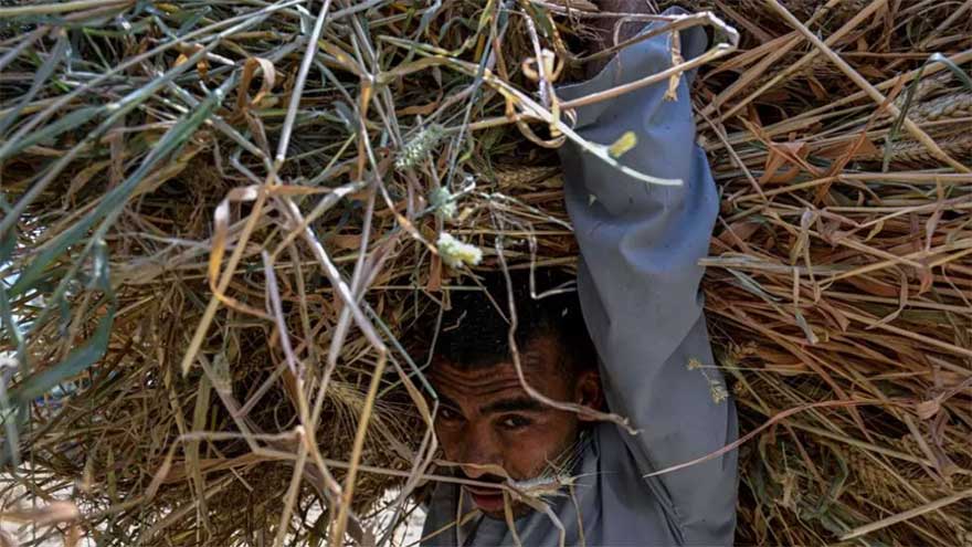 Egypt farmers hit by Iran war price surge