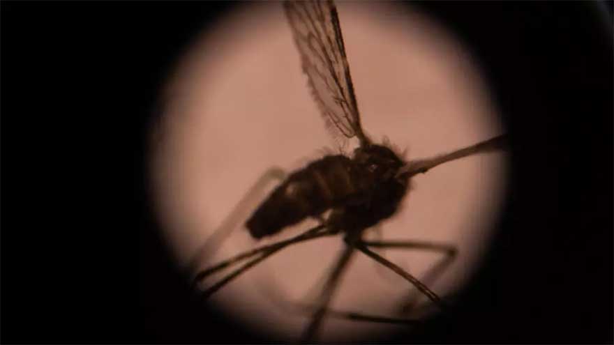 What if we killed all mosquitoes?