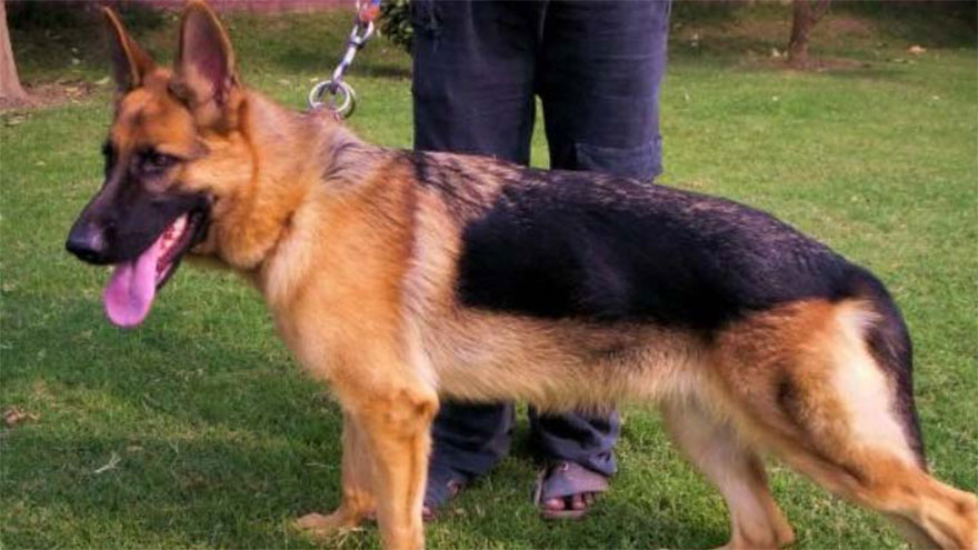 Dog bites six-year-old boy in Lahore