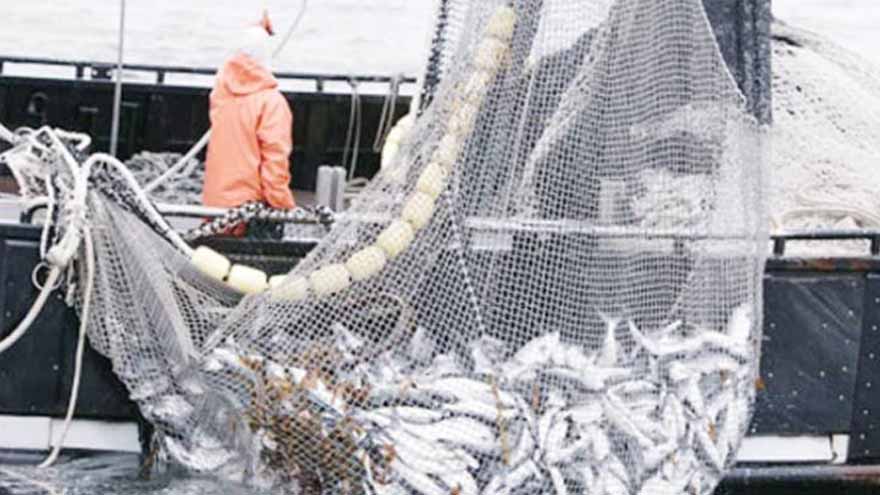 Sindh cabinet approves 15-day relaxation in annual fishing ban