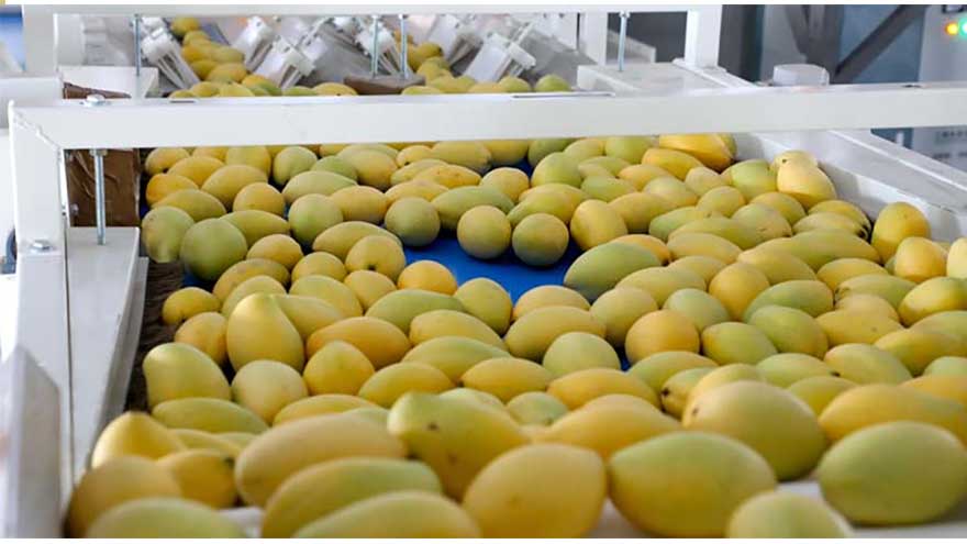 Pakistan grants major relief to mango exporters for Iran and CIS markets