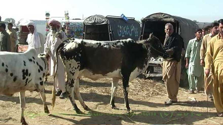 Islamabad CTO Virk announces Eid cattle market traffic plan