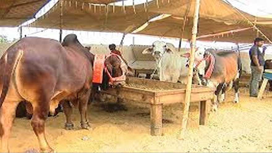 Sindh government announces Eidul Azha holidays