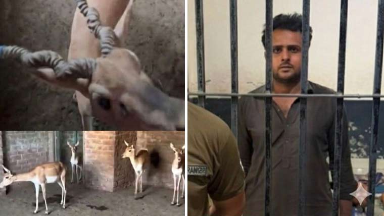 غیر قانونی قبضے سے 7 نایاب کالے ہرن بازیاب، ملزم گرفتار