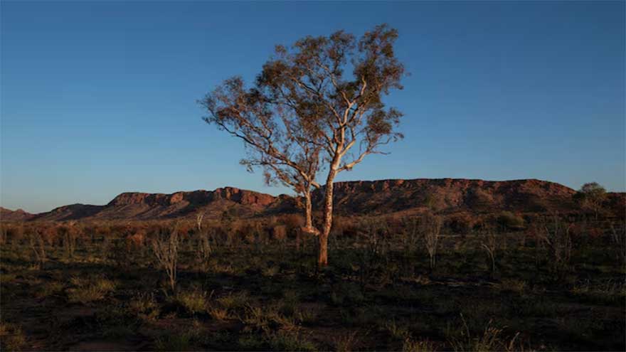 Climate change threatens global plant species as habitats shrink