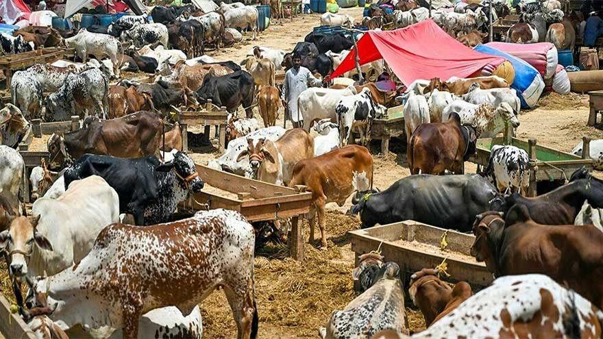 Karachi launches crackdown on illegal cattle markets, several arrested