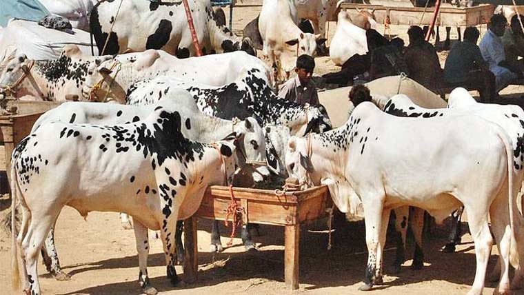 عیدالاضحیٰ کی آمد کیساتھ کانگو وائرس کے خطرات بڑھنے کا خدشہ