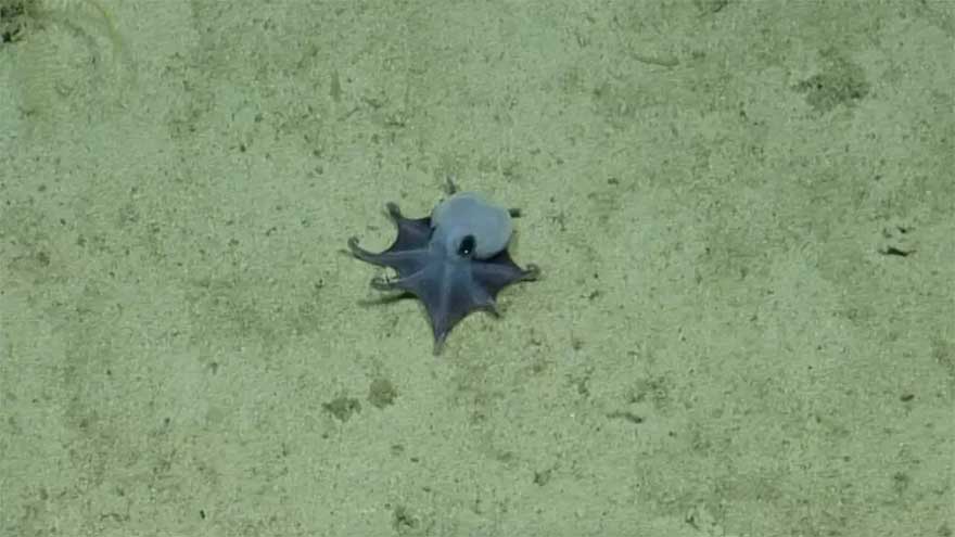 'He's tiny! It's blue!': Scientists find new deep-sea octopus