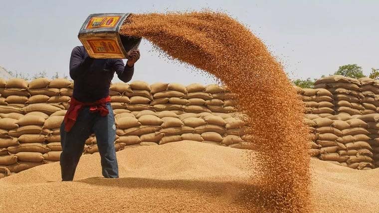 سندھ حکومت کا 15 اکتوبر سے سرکاری گندم جاری کرنے کا فیصلہ