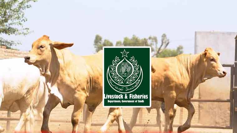 سندھ میں جدید ایمبریو ٹرانسفر ٹیکنالوجی کے ذریعے مویشیوں کی افزائش نسل کا منصوبہ متعارف