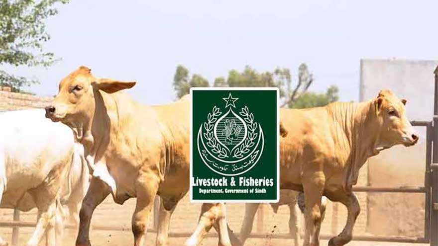 Sindh launches embryo transfer programme to improve livestock breeding