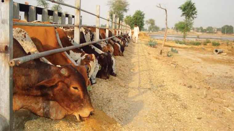 پنجاب میں ایک سال کے دوران 4 لاکھ مویشی تیار، لائیوسٹاک برآمدات میں 43 فیصد اضافہ