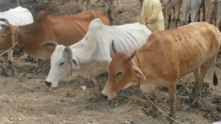 بھارت میں گائے ذبح کرنے پر 3 مسلمانوں کو عمر قید