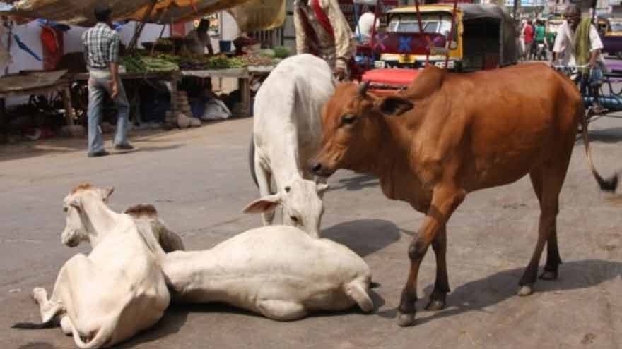 Indian court sentences three Muslim men to life imprisonment in cow slaughter case