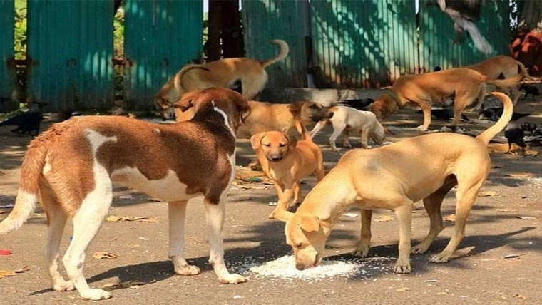 سرگودھا: پالتو کتوں کے کاٹنے سے 8 سالہ بچی زخمی