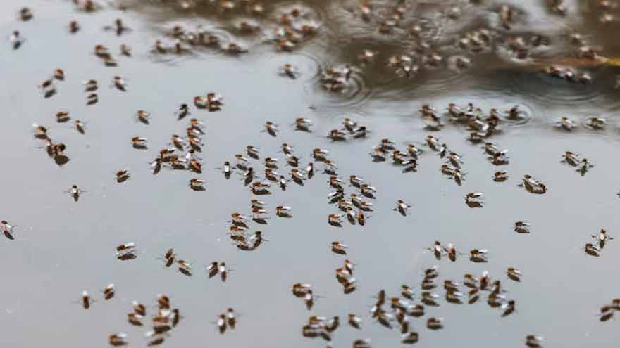 Bangladesh dengue outbreak accelerates as hospitals come under strain