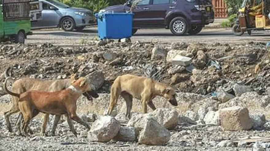 Another rabies case reported in Sindh, total cases reach 23