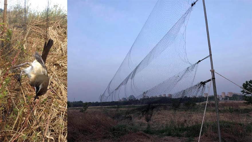Sindh bans using nets to trap birds in three dists for 90 days 