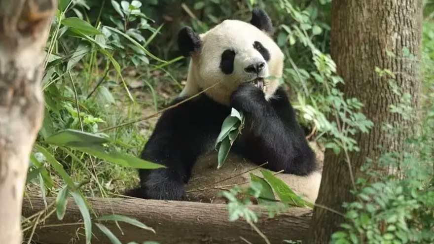 China sends 2 giant pandas to US after Washington summit